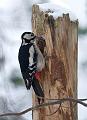 Flaggspett - Great spotted woodpecker (Dendrocopos major) female